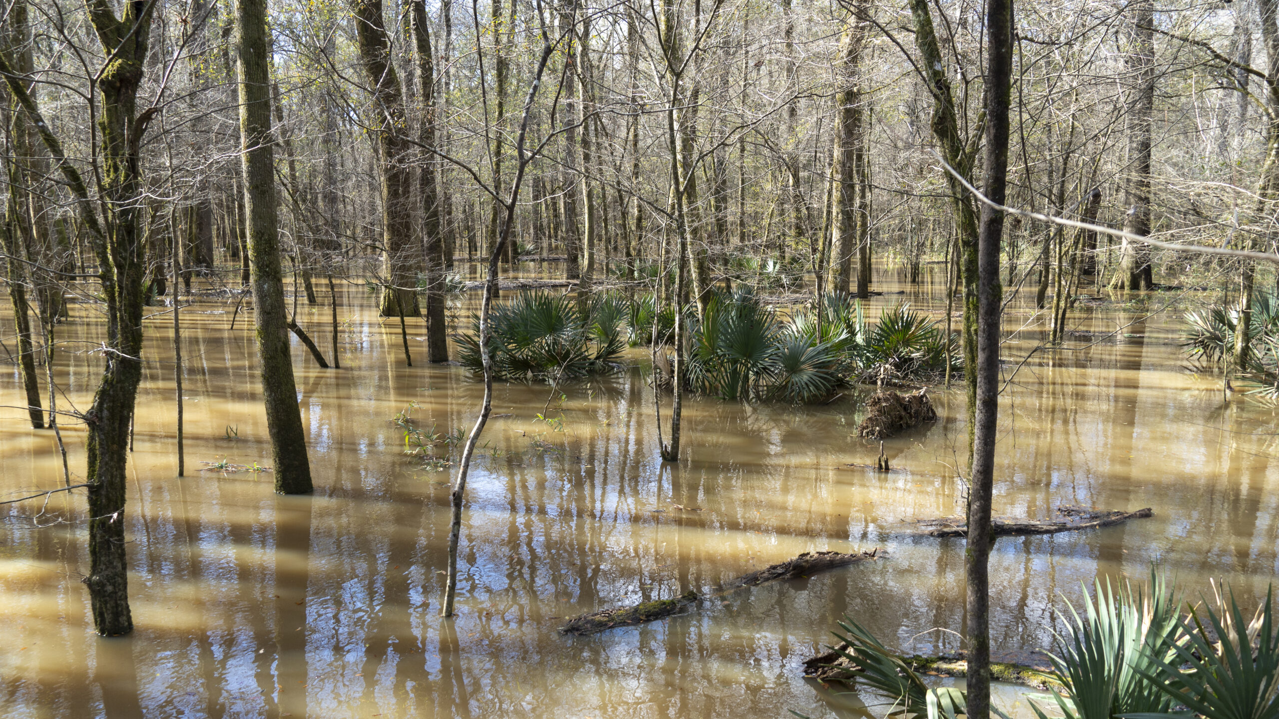 Congaree-114-1024x576 Congaree National Park: Is it Worth the Visit?