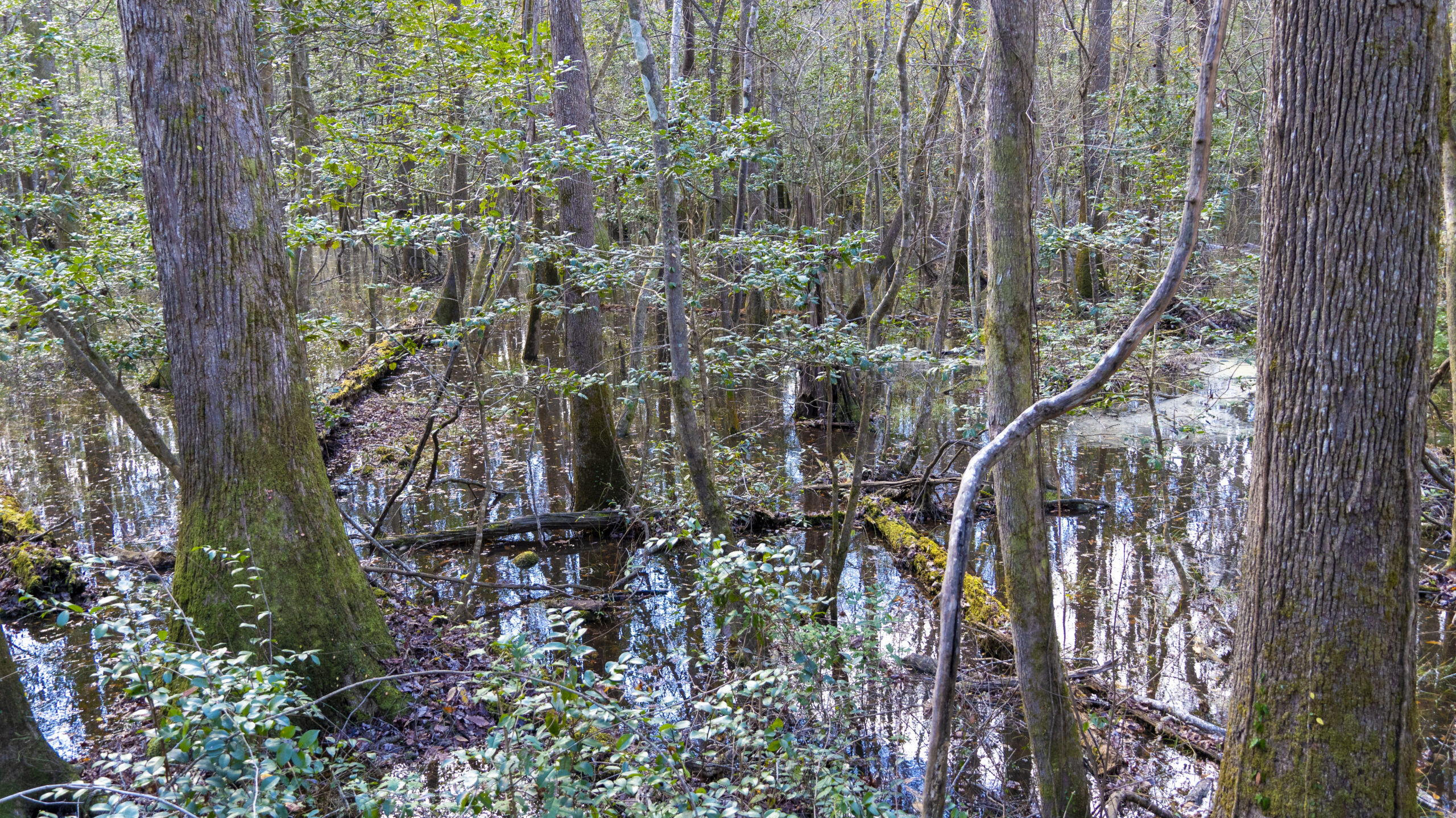 Congaree-66-1024x576 Congaree National Park: Is it Worth the Visit?