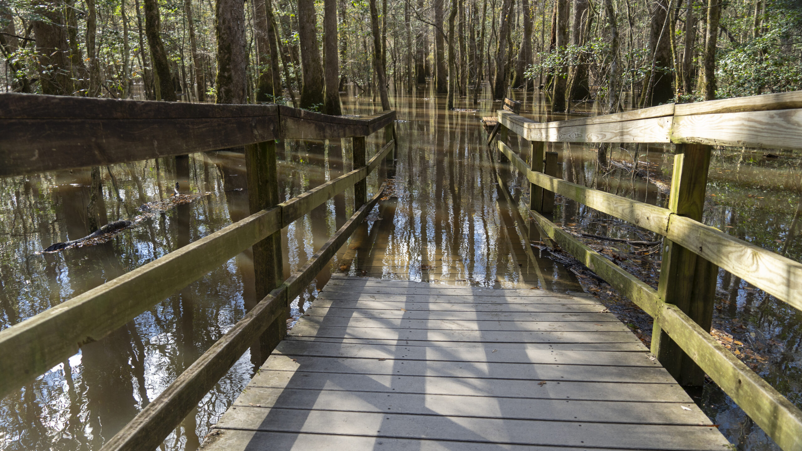 Congaree-73-1024x576 Congaree National Park: Is it Worth the Visit?