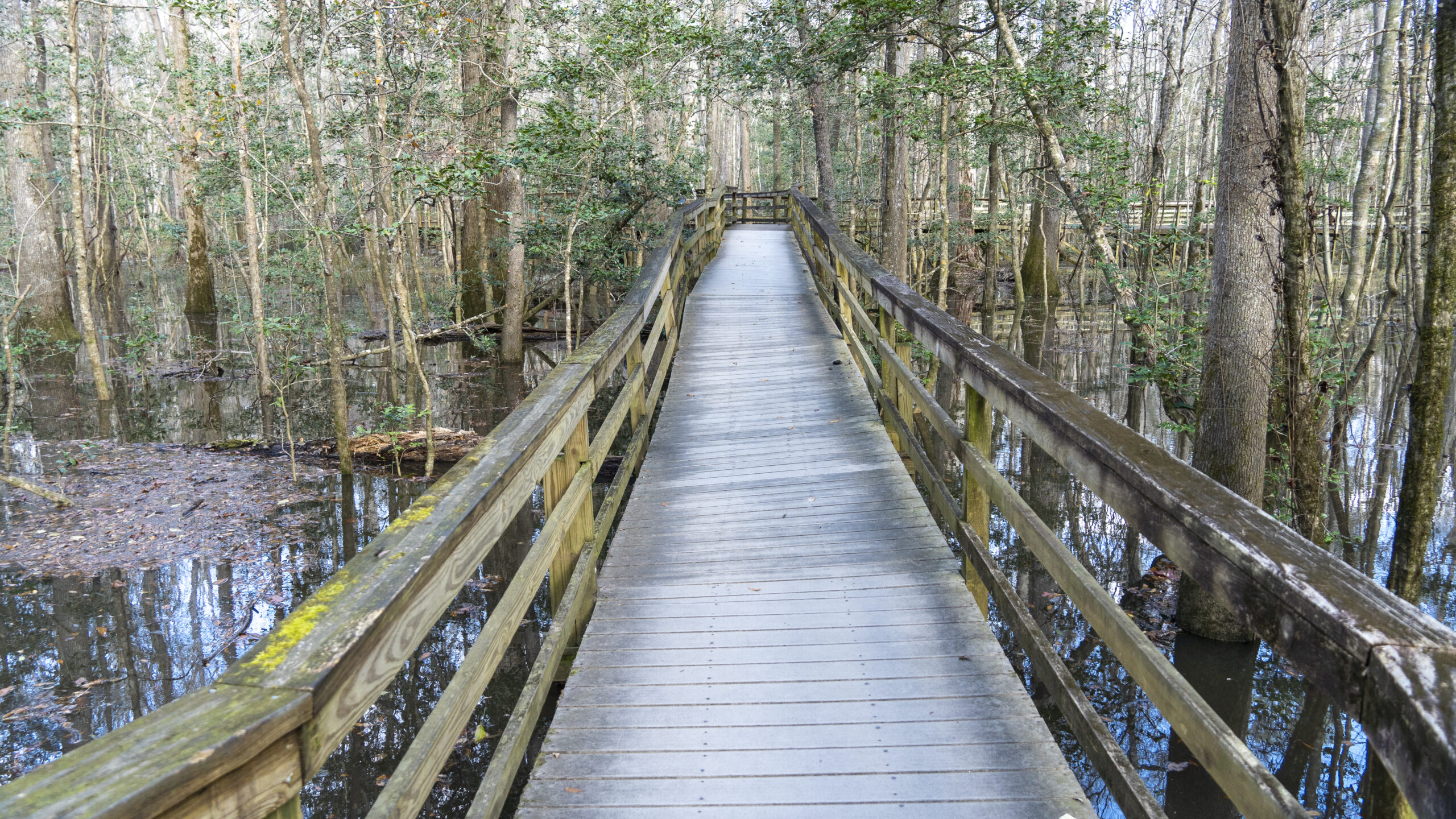 Congaree-79-1024x576 Congaree National Park: Is it Worth the Visit?