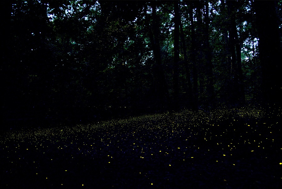 firefly-2 Congaree National Park: Is it Worth the Visit?