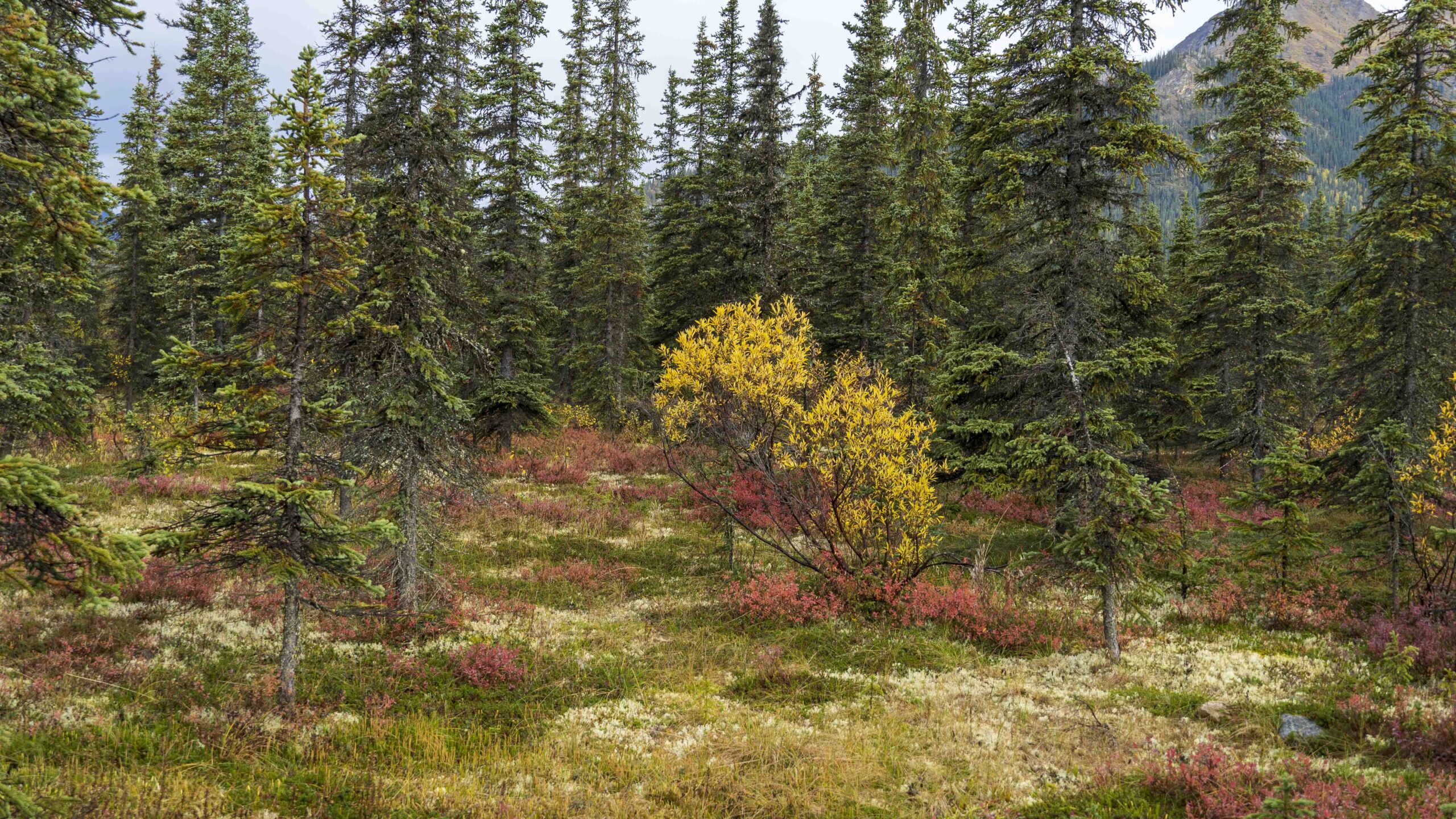 Gates-and-Kobuk-70-scaled Guide to Gates of the Arctic National Park - Solitude in the Wild