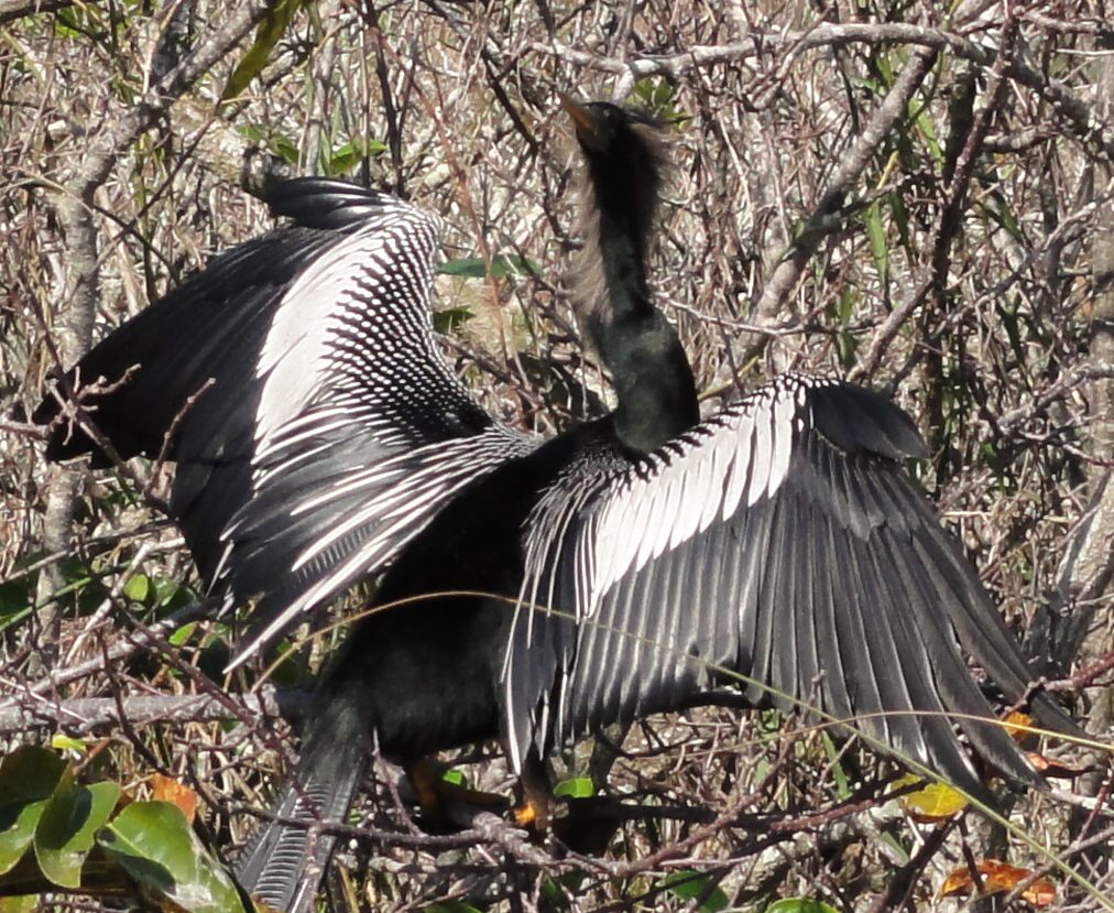 Everglades National Park: Wildlife In Wetland - Journey To All National ...